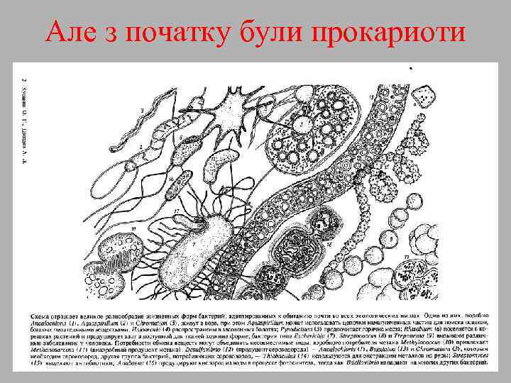Але з початку були прокариоти 