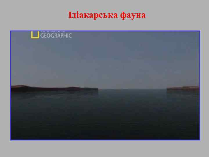 Ідіакарська фауна 