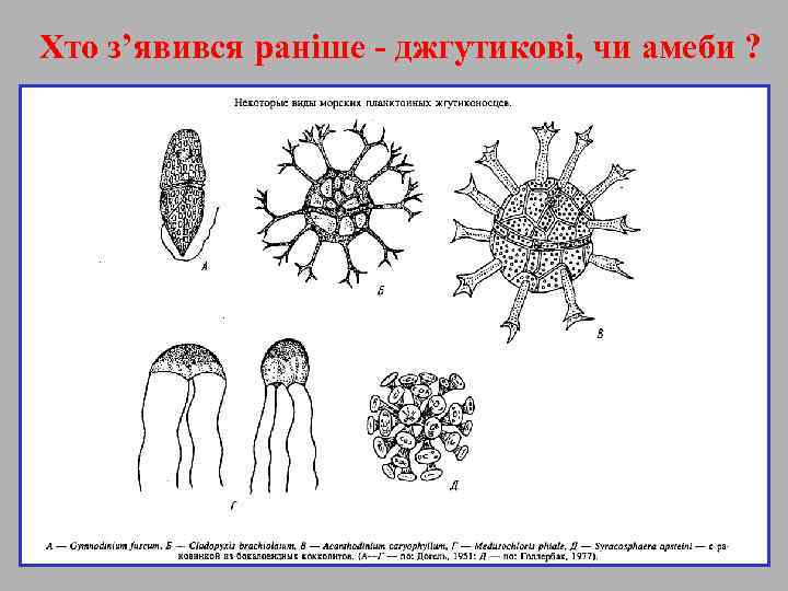 Хто з’явився раніше - джгутикові, чи амеби ? 