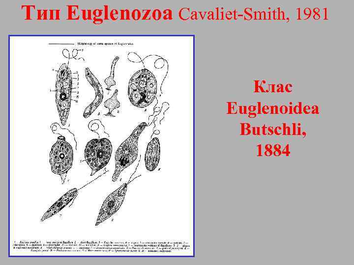 Тип Euglenozoa Cavaliet-Smith, 1981 Клас Euglenoidea Butschli, 1884 
