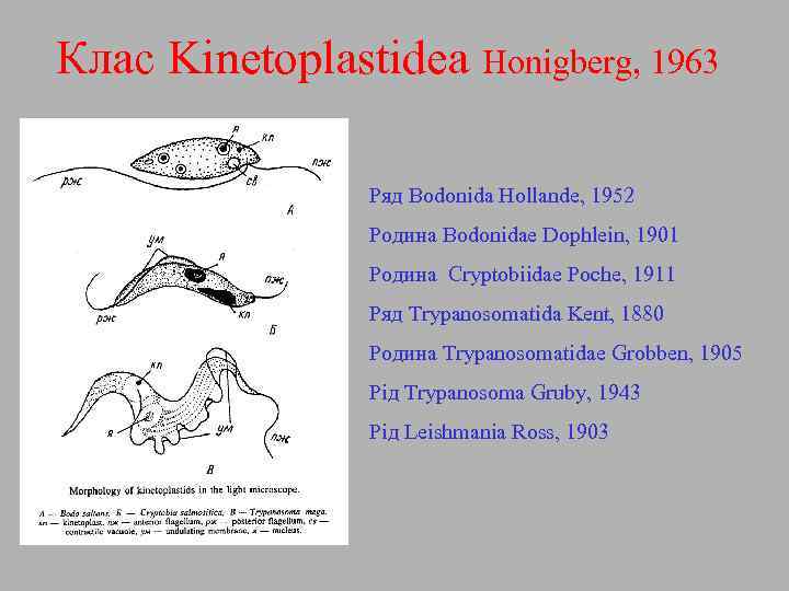 Клас Kinetoplastidea Honigberg, 1963 Ряд Bodonida Hollande, 1952 Родина Bodonidae Dophlein, 1901 Родина Cryptobiidae