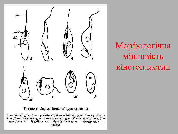 Морфологічна мінливість кінетопластид 