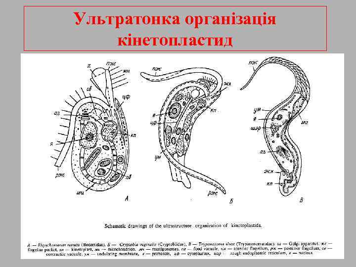 Ультратонка організація кінетопластид 
