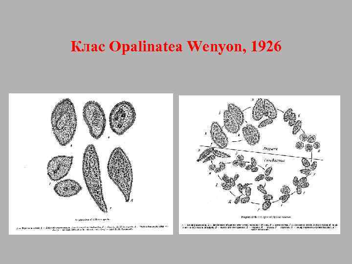 Клас Opalinatea Wenyon, 1926 