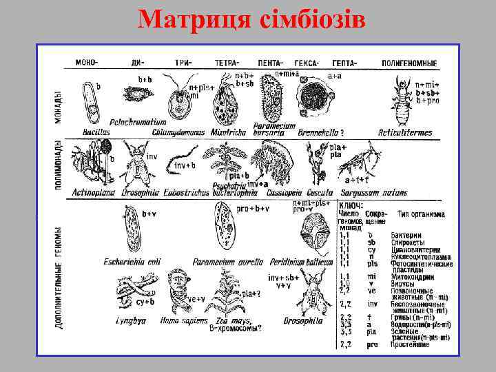 Матриця сімбіозів 
