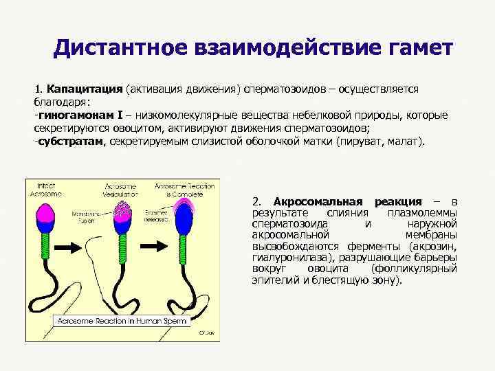  Дистантное взаимодействие гамет 1. Капацитация (активация движения) сперматозоидов – осуществляется благодаря: -гиногамонам I