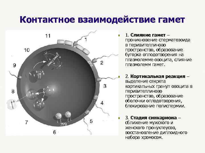 Контактное взаимодействие гамет n 1. Слияние гамет – проникновение сперматозоида в перивителлиново пространство, образование