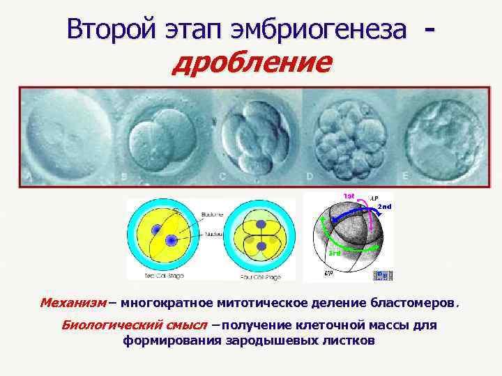  Второй этап эмбриогенеза - дробление Механизм – многократное митотическое деление бластомеров. Биологический смысл