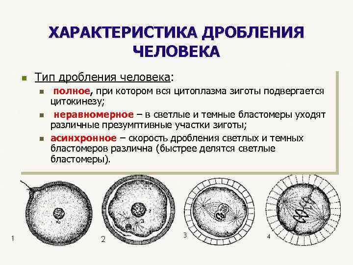  ХАРАКТЕРИСТИКА ДРОБЛЕНИЯ ЧЕЛОВЕКА n Тип дробления человека: n полное, при котором вся цитоплазма