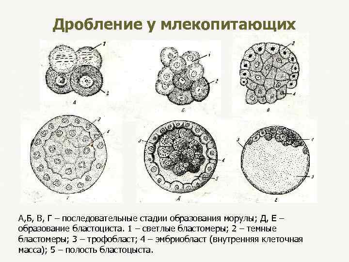 Дробление у млекопитающих