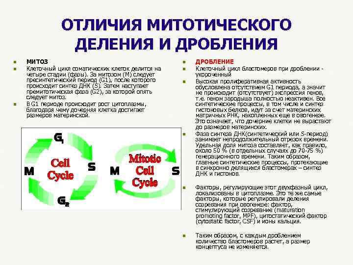  ОТЛИЧИЯ МИТОТИЧЕСКОГО ДЕЛЕНИЯ И ДРОБЛЕНИЯ n МИТОЗ n ДРОБЛЕНИЕ n Клеточный цикл соматических