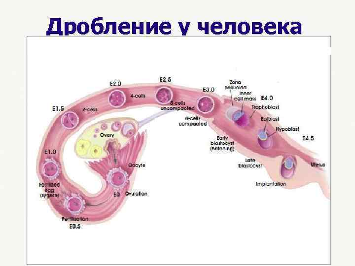 Дробление у человека 