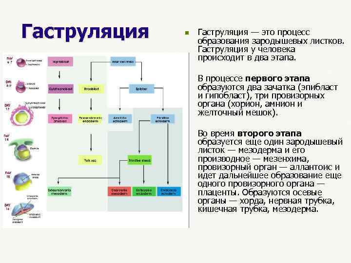 Гаструляция n Гаструляция — это процесс образования зародышевых листков. Гаструляция у человека происходит в