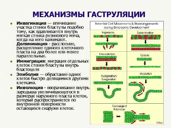  МЕХАНИЗМЫ ГАСТРУЛЯЦИИ n Инвагинация — впячивание — участка стенки бластулы подобно тому, как