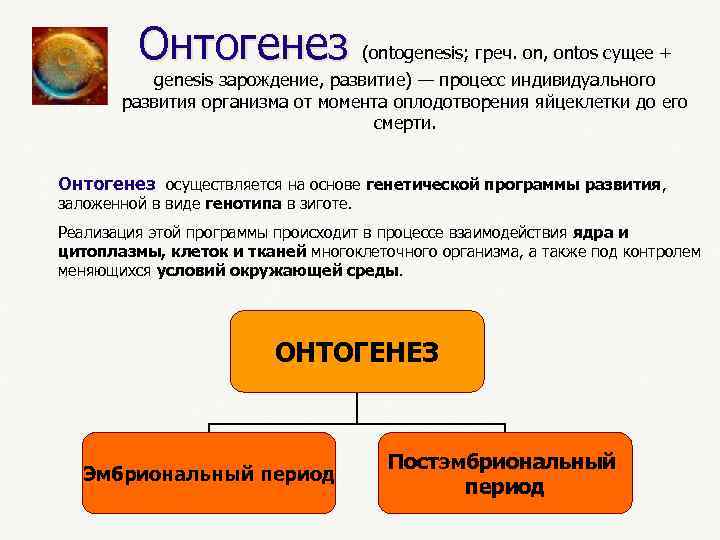  Онтогенез (ontogenesis; греч. on, ontos сущее + genesis зарождение, развитие) — процесс индивидуального