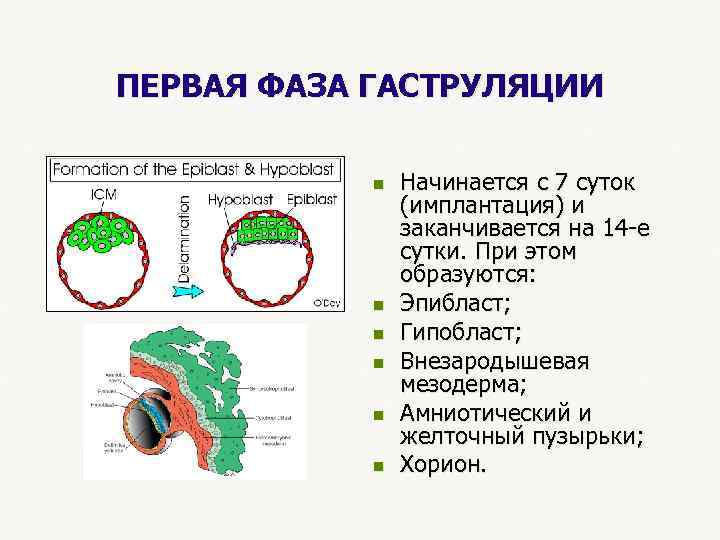 ПЕРВАЯ ФАЗА ГАСТРУЛЯЦИИ n Начинается с 7 суток (имплантация) и заканчивается на 14 -е