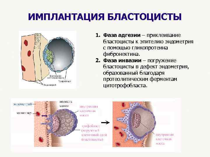 ИМПЛАНТАЦИЯ БЛАСТОЦИСТЫ 1. Фаза адгезии – приклеивание бластоцисты к эпителию эндометрия с помощью гликопротеина