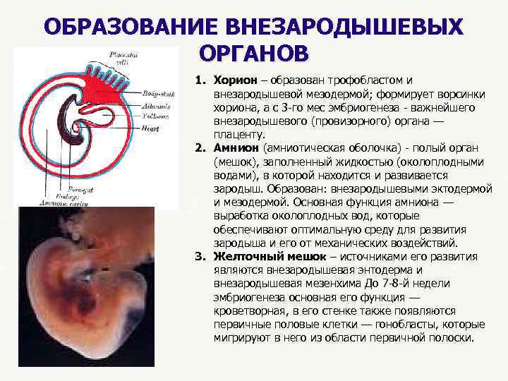 ОБРАЗОВАНИЕ ВНЕЗАРОДЫШЕВЫХ ОРГАНОВ 1. Хорион – образован трофобластом и внезародышевой мезодермой; формирует ворсинки хориона,