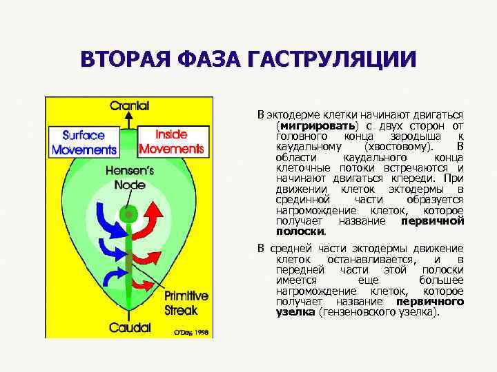 ВТОРАЯ ФАЗА ГАСТРУЛЯЦИИ В эктодерме клетки начинают двигаться (мигрировать) с двух сторон от головного