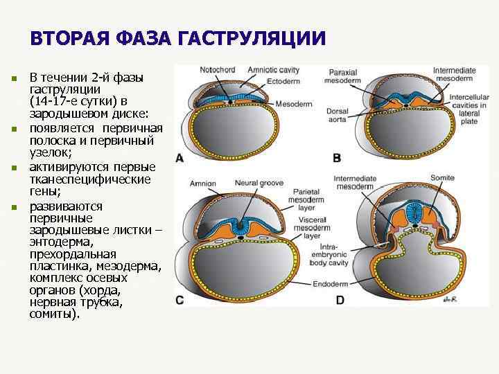  ВТОРАЯ ФАЗА ГАСТРУЛЯЦИИ n В течении 2 -й фазы гаструляции (14 -17 -е