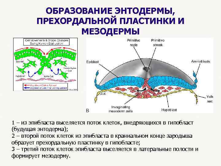  ОБРАЗОВАНИЕ ЭНТОДЕРМЫ, ПРЕХОРДАЛЬНОЙ ПЛАСТИНКИ И МЕЗОДЕРМЫ 1 – из эпибласта выселяется поток клеток,