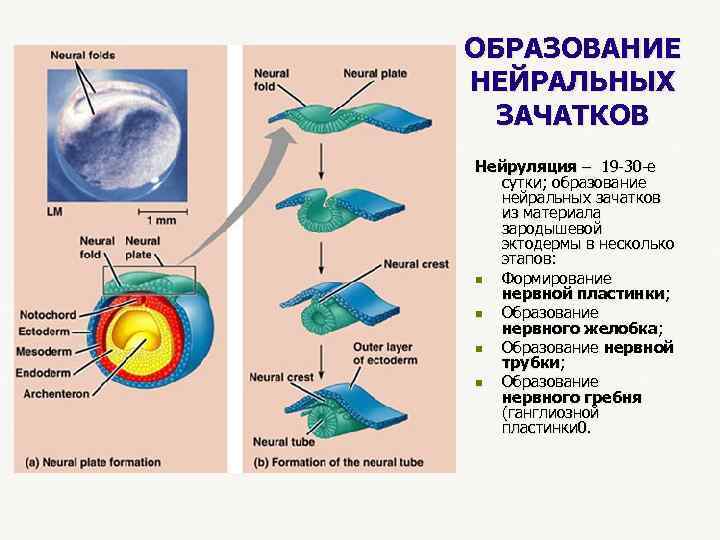 ОБРАЗОВАНИЕ НЕЙРАЛЬНЫХ ЗАЧАТКОВ Нейруляция – 19 -30 -е сутки; образование нейральных зачатков из материала