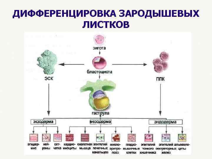 ДИФФЕРЕНЦИРОВКА ЗАРОДЫШЕВЫХ ЛИСТКОВ 