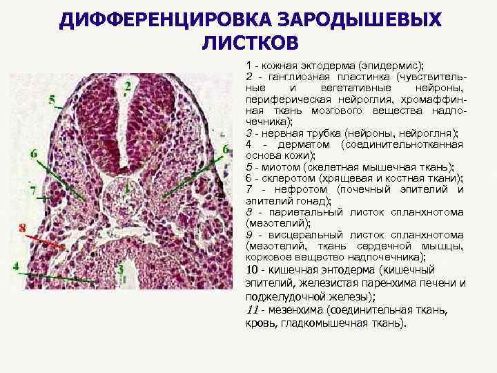 ДИФФЕРЕНЦИРОВКА ЗАРОДЫШЕВЫХ ЛИСТКОВ 1 - кожная эктодерма (эпидермис); 2 - ганглиозная пластинка (чувствитель- ные