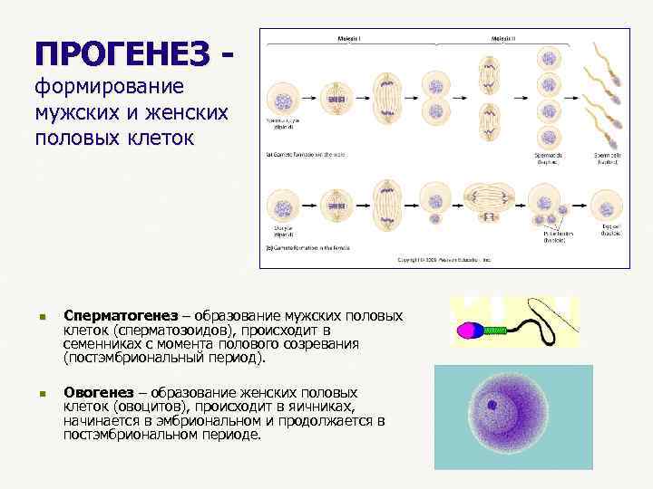 Схема овогенеза гистология