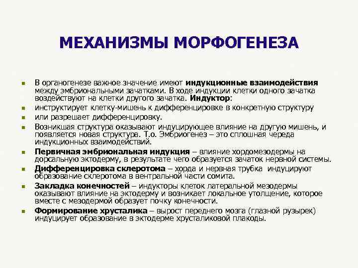  МЕХАНИЗМЫ МОРФОГЕНЕЗА n В органогенезе важное значение имеют индукционные взаимодействия между эмбриональными зачатками.