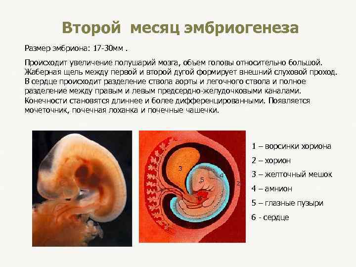  Второй месяц эмбриогенеза Размер эмбриона: 17 -30 мм. Происходит увеличение полушарий мозга, объем