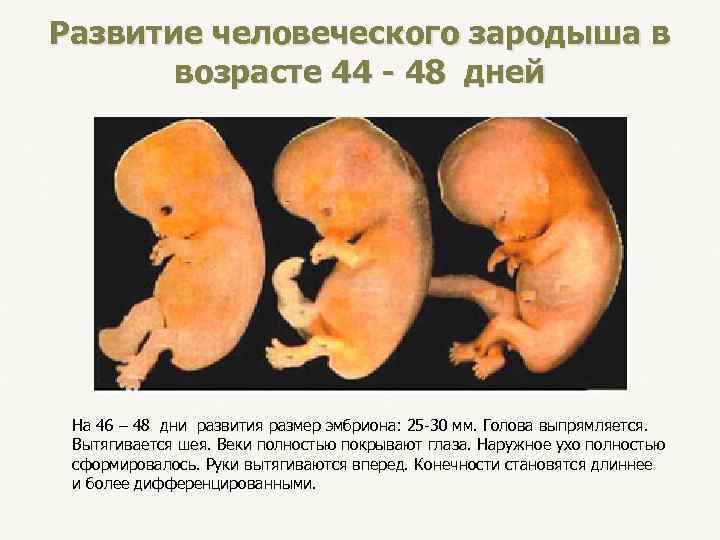 Развитие человеческого зародыша в возрасте 44 - 48 дней На 46 – 48 дни