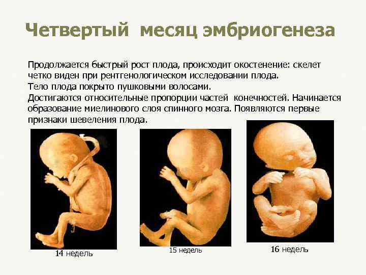 Четвертый месяц эмбриогенеза Продолжается быстрый рост плода, происходит окостенение: скелет четко виден при рентгенологическом