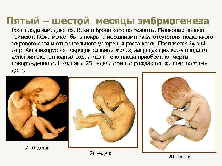 Пятый – шестой месяцы эмбриогенеза Рост плода замедляется. Веки и брови хорошо развиты. Пушковые