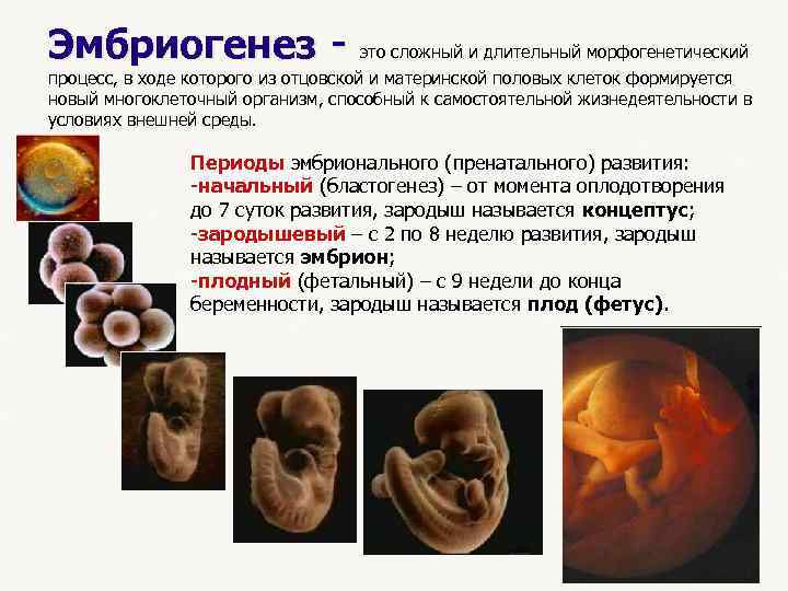 Эмбриогенез - это сложный и длительный морфогенетический процесс, в ходе которого из отцовской и