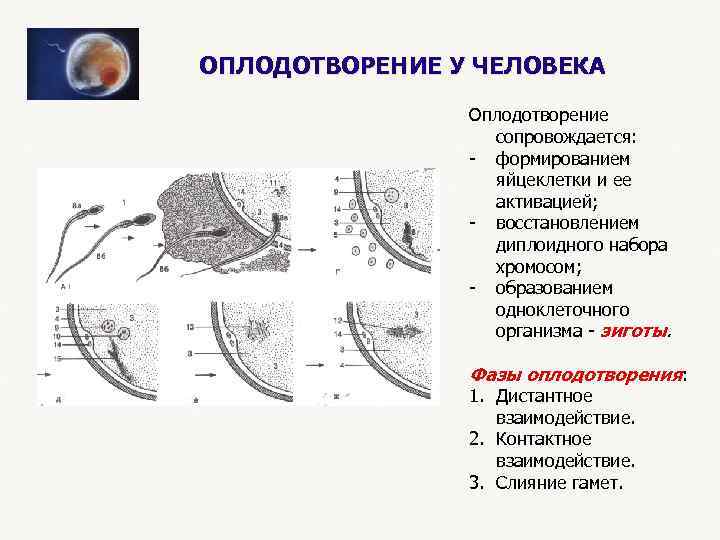 ОПЛОДОТВОРЕНИЕ У ЧЕЛОВЕКА Оплодотворение сопровождается: - формированием яйцеклетки и ее активацией; - восстановлением диплоидного