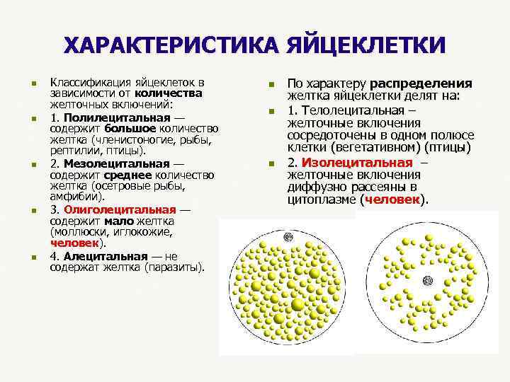  ХАРАКТЕРИСТИКА ЯЙЦЕКЛЕТКИ n Классификация яйцеклеток в n По характеру распределения зависимости от количества