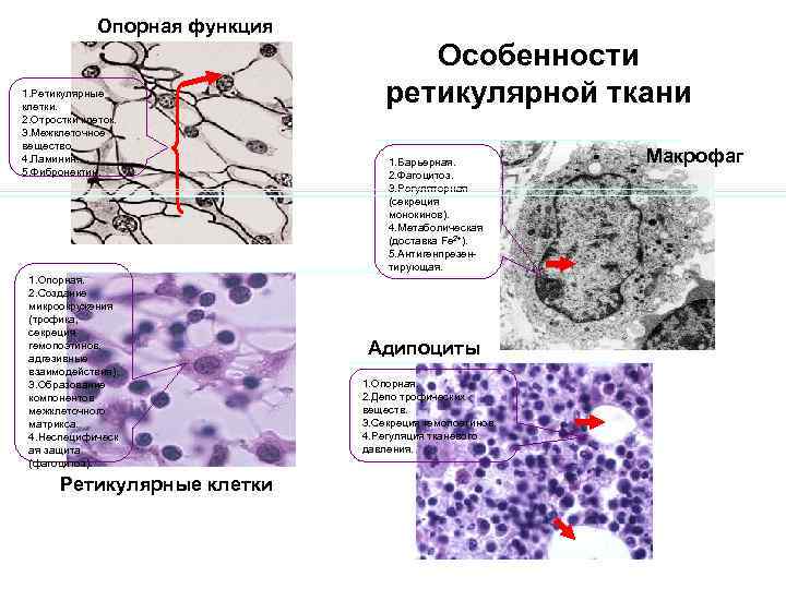 Рисунок ретикулярной ткани