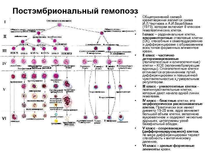 Постэмбриональный гемопоэз • • • VI • • Общепризнаной схемой кроветворения является схема И.