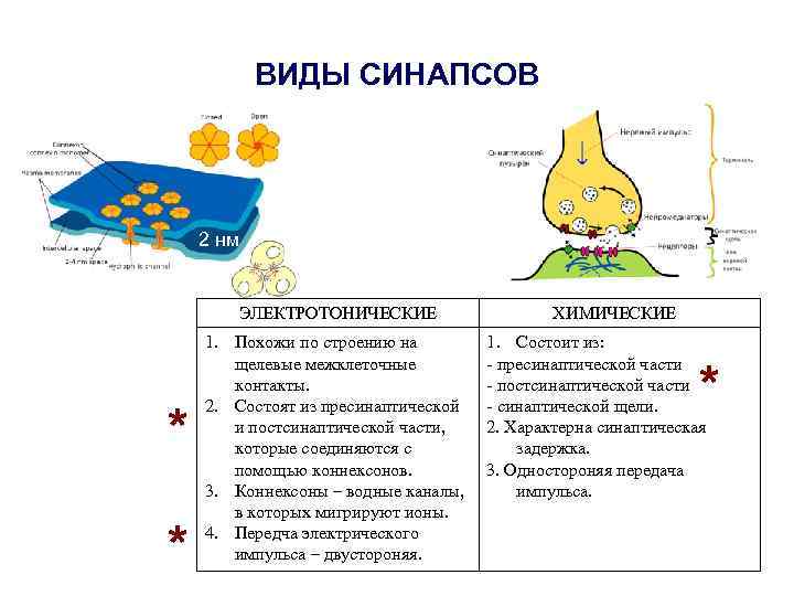 ВИДЫ СИНАПСОВ 2 нм ЭЛЕКТРОТОНИЧЕСКИЕ * * 1. Похожи по строению на щелевые межклеточные