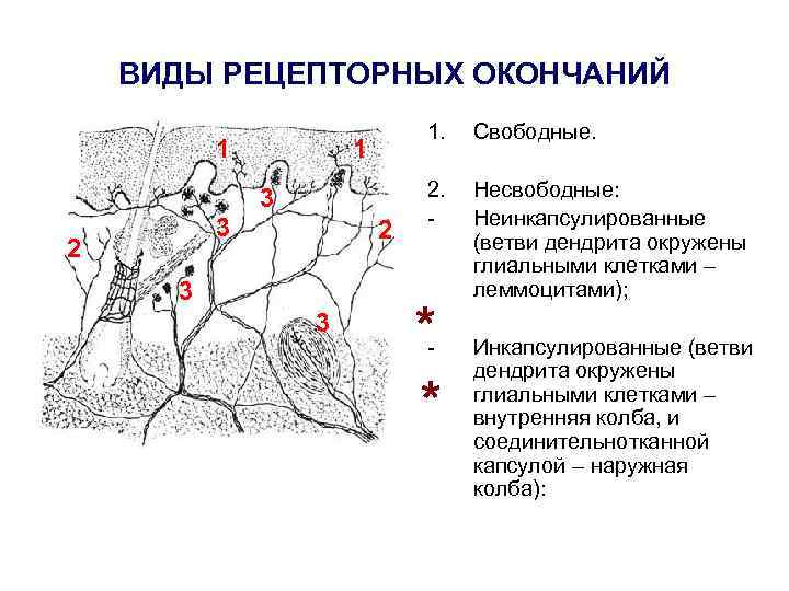 Нервные окончания. Схема свободных и несвободных рецепторных нервных окончаний. Свободные неинкапсулированные нервные окончания. Рецепторные нервные окончания таблица. Неинкапсулированные нервные окончания гистология.