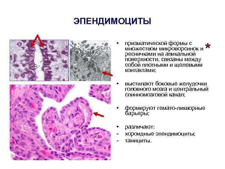 ЭПЕНДИМОЦИТЫ • призматической формы с множеством микроворсинок и ресничками на апикальной поверхности, связаны между