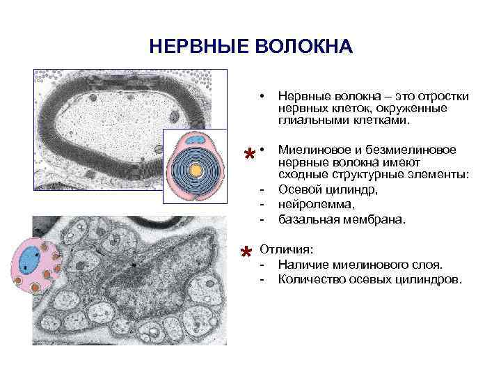 НЕРВНЫЕ ВОЛОКНА • * Нервные волокна – это отростки нервных клеток, окруженные глиальными клетками.