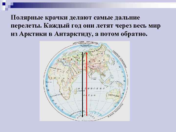 Полярные крачки делают самые дальние перелеты. Каждый год они летят через весь мир из