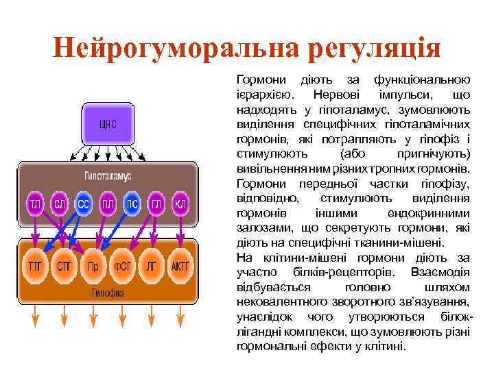 Нейрогуморальна регуляція Гормони діють за функціональною ієрархією. Нервові імпульси, що надходять у гіпоталамус, зумовлюють