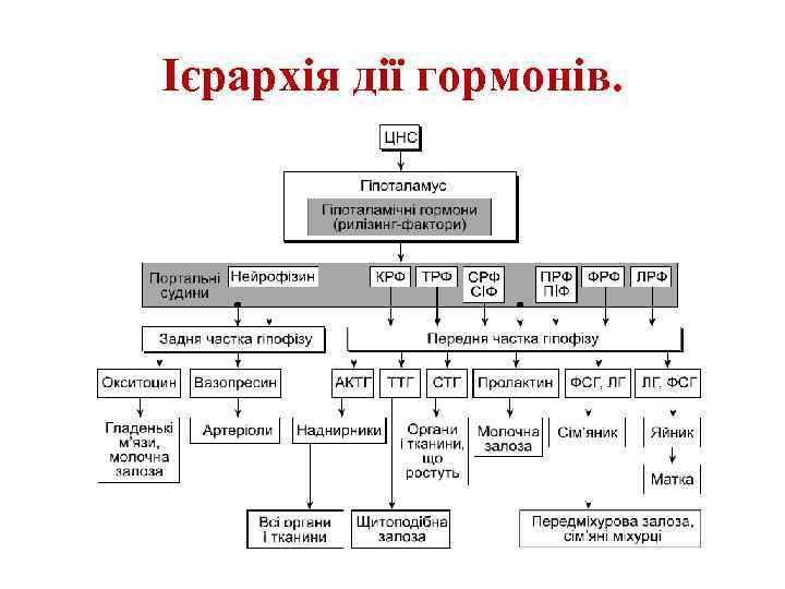 Ієрархія дії гормонів. 