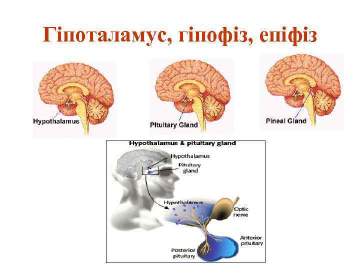 Гіпоталамус, гіпофіз, епіфіз 