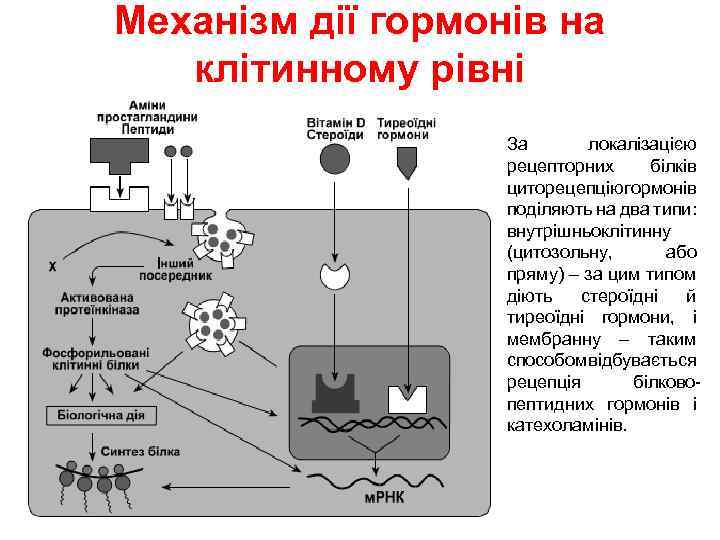 Механізм дії гормонів на клітинному рівні • За локалізацією рецепторних білків циторецепцію ормонів г