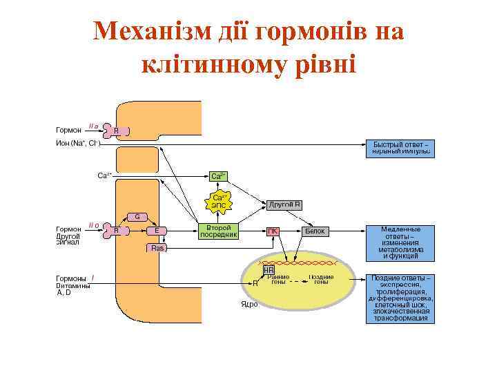 Механізм дії гормонів на клітинному рівні 