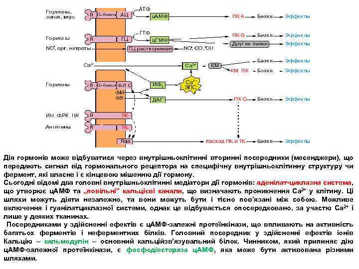 Дія гормонів може відбуватися через внутрішньоклітинні вторинні посередники (месенджери), що передають сигнал від гормонального